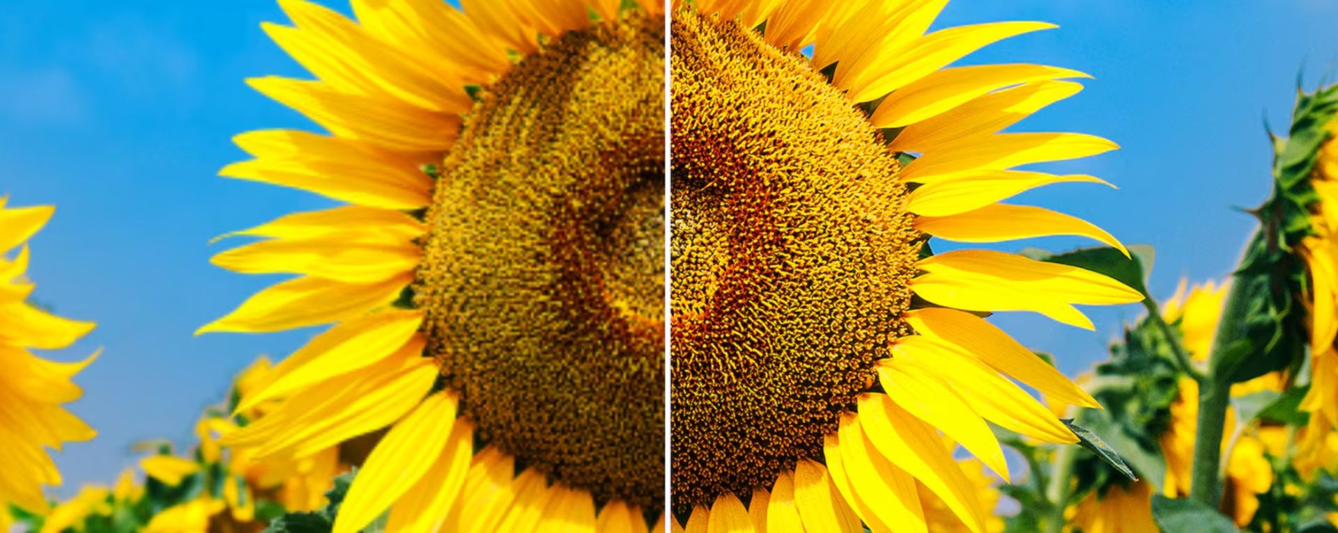 Телевизор Sony XR-55A95L